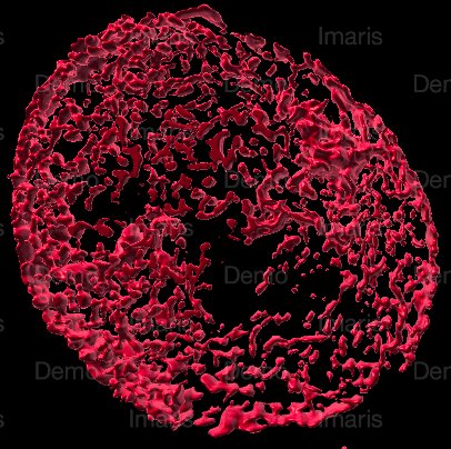 Biofabrication of Vascularized Mini-bones