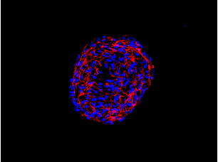 Mineralized ADSC-Derived Spheroids